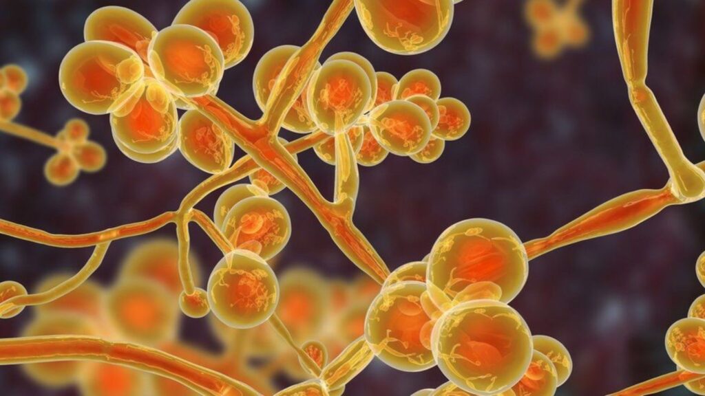 Several representations of Candida connected to each other in an orange color