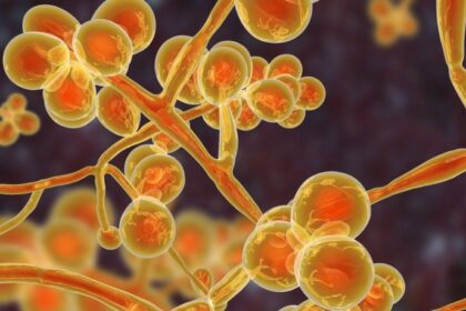 Several representations of Candida connected to each other in an orange color