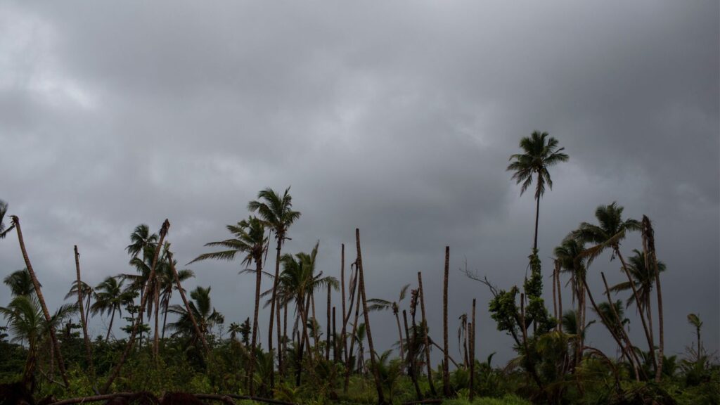 A location in Hawaii with heavy clouds and several palm trees swaying in the strong winds