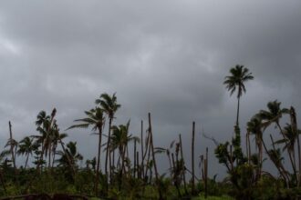 A location in Hawaii with heavy clouds and several palm trees swaying in the strong winds