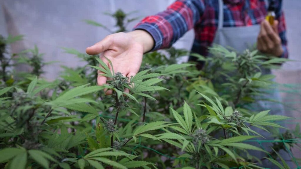 Marijuana related nausea and vomiting cases rise in the United States A farmer in a marijuana plantation touching some leaves growing near him