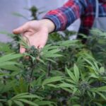 A farmer in a marijuana plantation touching some leaves growing near him
