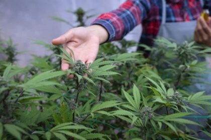 A farmer in a marijuana plantation touching some leaves growing near him