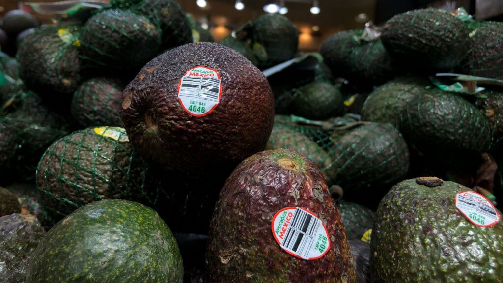 Mexican avocado exports to the United States halted over organized crime threats Several green avocados on display in a supermarket, available for the general public to purchase