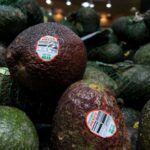 Several green avocados on display in a supermarket, available for the general public to purchase
