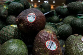 Several green avocados on display in a supermarket, available for the general public to purchase