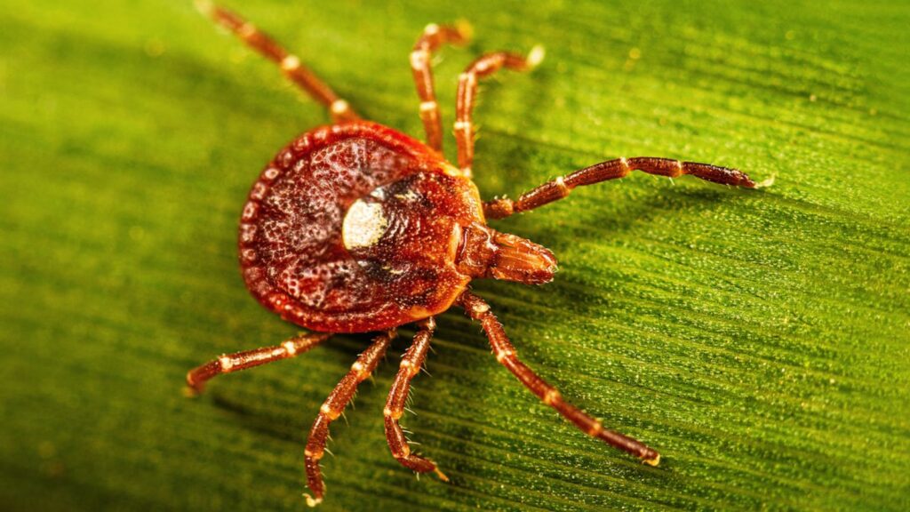 A tick crawling across a leaf