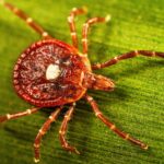A tick crawling across a leaf