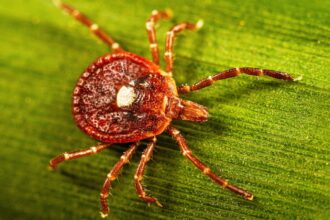 A tick crawling across a leaf