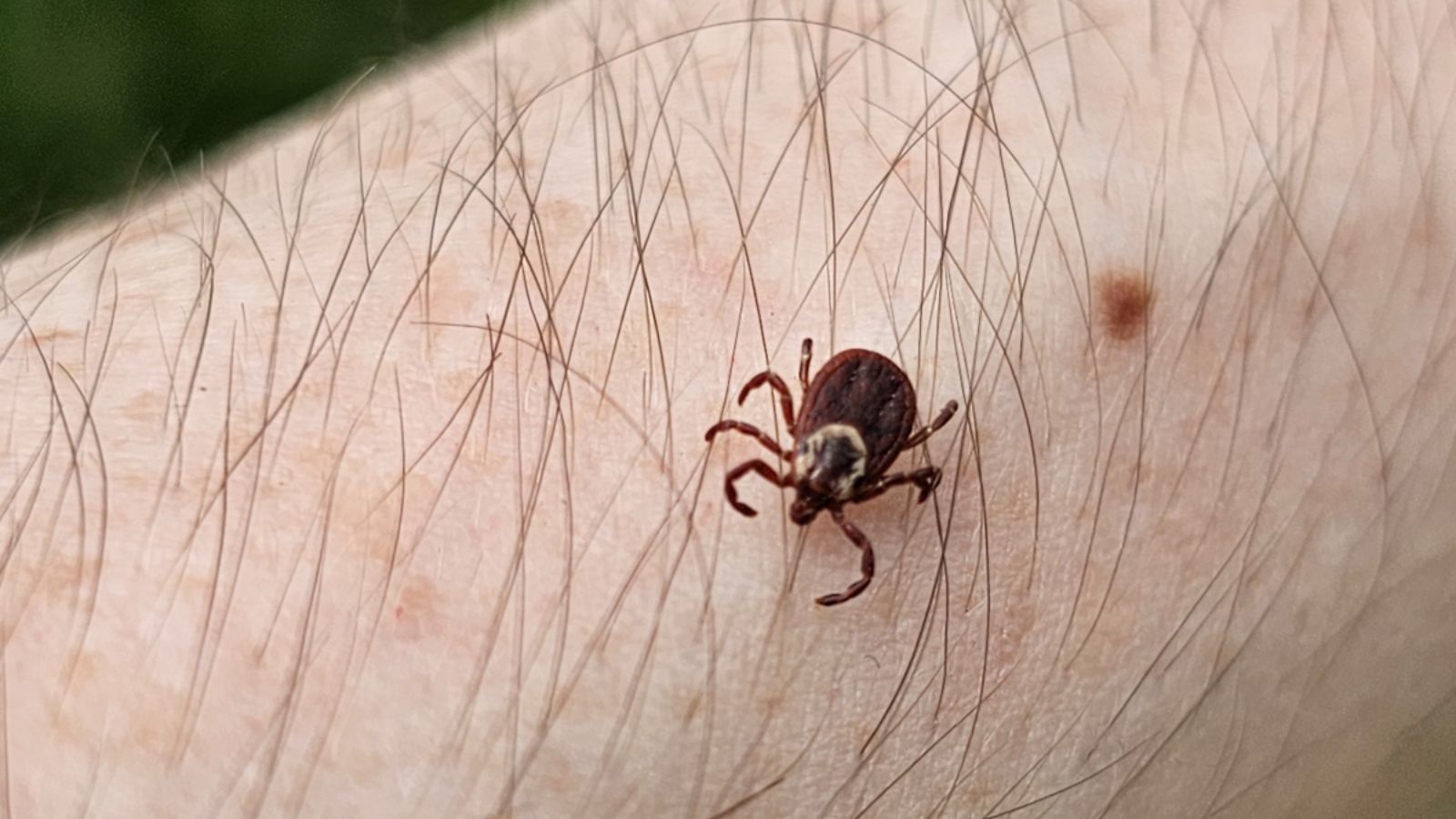 New York confirms more Bourbon Virus cases and strengthens prevention measures