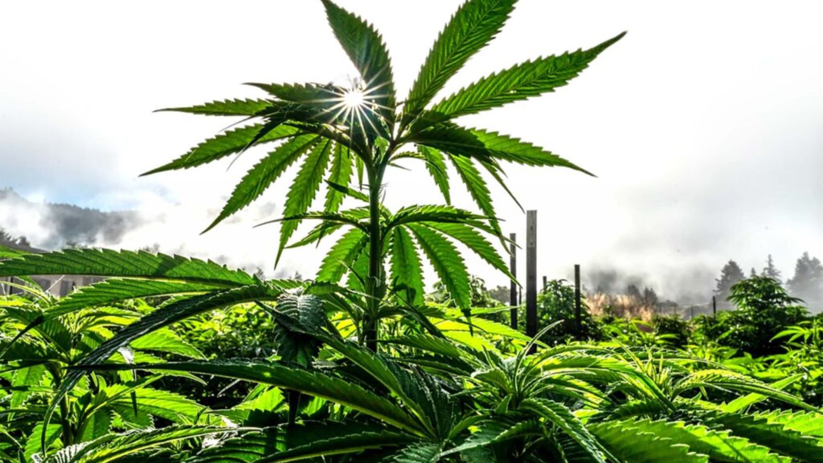 Marijuana related nausea and vomiting cases rise in the United States