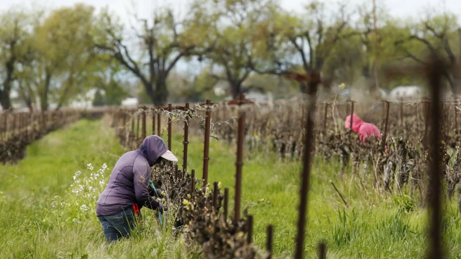 Mysterious kidney disease raises concern among immigrant workers in Texas Mysterious kidney disease raises concern among immigrant workers in Texas