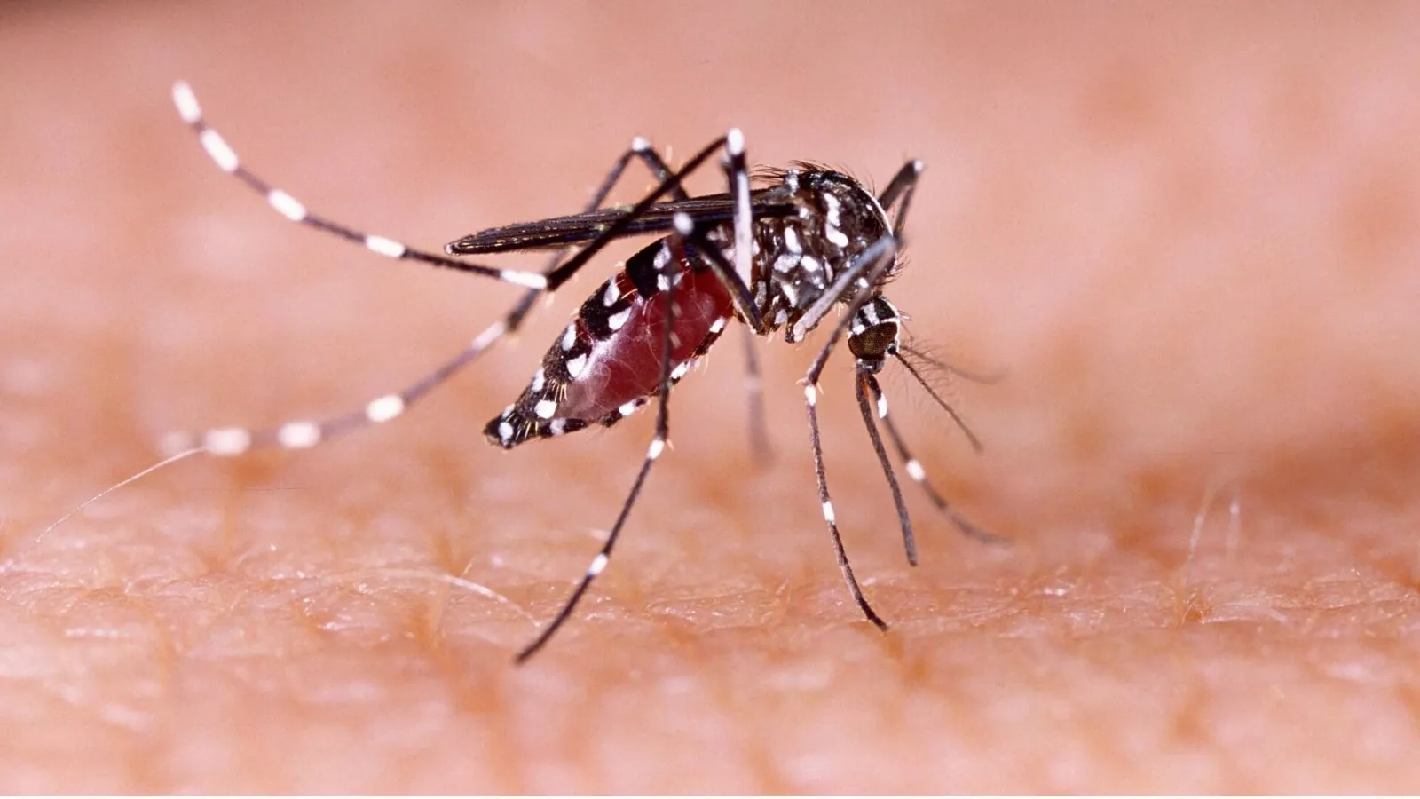 Florida confirms Dengue death as cases surge during one of its worst outbreaks Florida confirms Dengue death as cases surge during one of its worst outbreaks