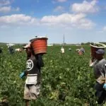 Several people carrying containers while working in a field