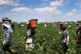 Mysterious kidney disease raises concern among immigrant workers in Texas Several people carrying containers while working in a field