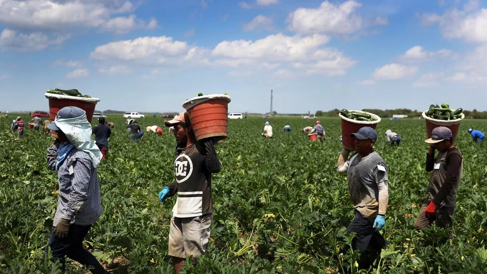Mysterious kidney disease raises concern among immigrant workers in Texas Several people carrying containers while working in a field
