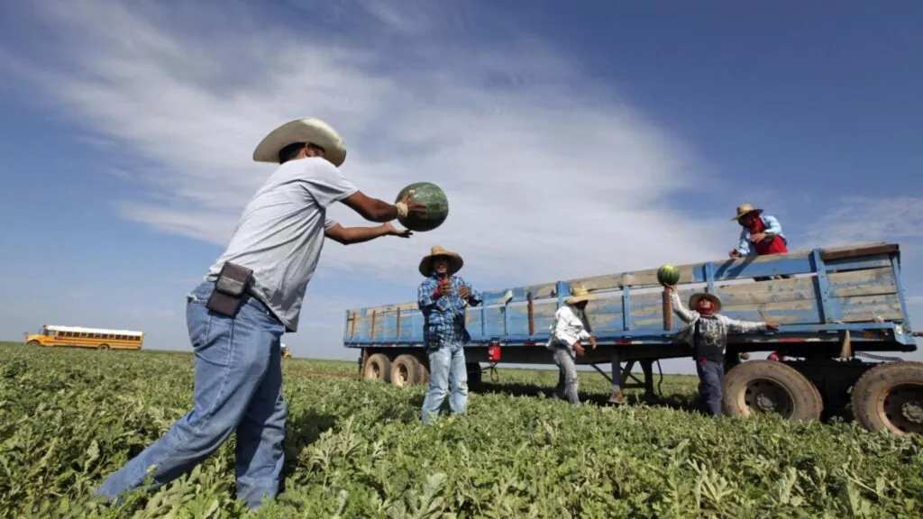 Several immigrant workers working in a field, passing several watermelons to one another