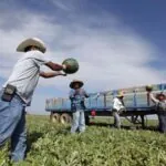 Several immigrant workers working in a field, passing several watermelons to one another