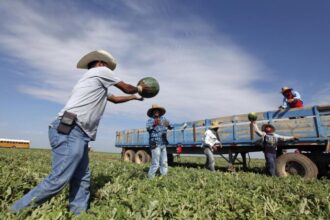 Several immigrant workers working in a field, passing several watermelons to one another