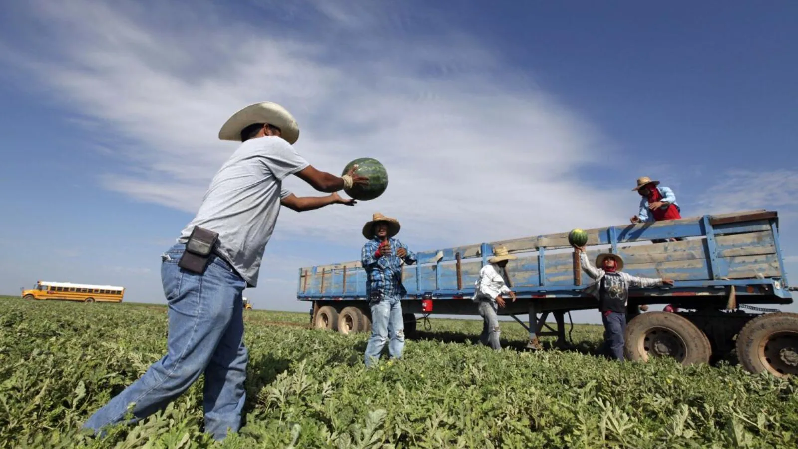 Trump administration threatens federal funding for states that do not report undocumented immigrants Several immigrant workers working in a field, passing several watermelons to one another
